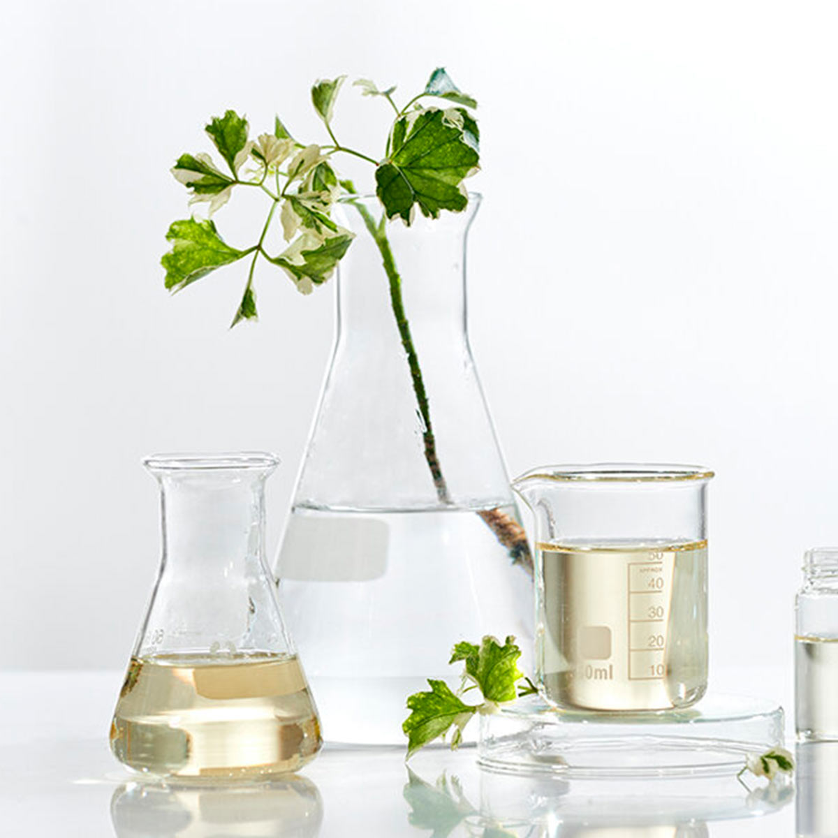 WHAT ARE PLANT BASED BEAUTY PRODUCTS?